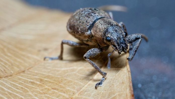 Se registran brotes de gorgojo descortezador en Honduras